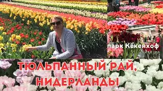 Амстердам. Парк Кёкенхоф. Тюльпанные поля.