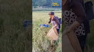 This method of harvesting rice is faster than using ani ani