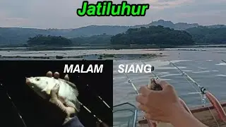 MANCING IKAN NILA LIAR JATILUHUR TERBARU 2024 || Spot Ubrug Ade ARC || #mancing