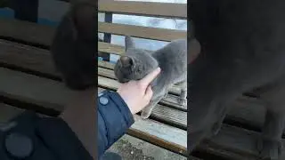 А кто тут у нас?! #shortvideo #action #shortsviral