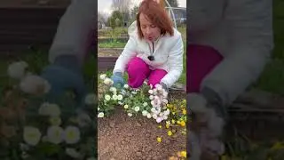 Хризантемы Мультифлору сохраняю в открытом грунте