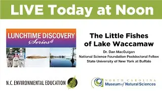 Lunchtime Discovery: The Little Fishes of Lake Waccamaw
