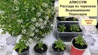 Алиссум ампельный. Рассада из черенков. Выращивание и пересадка. Апрель 2022