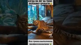 Не повторяйте это дома😹#мем #мемы #юмор #прикол #маска #тикток #жиза #жесть #кот #котик #топ #тигр