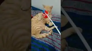 Cats VS Balloons Funny Cats Playing With Balloons [Funny Pets] #SHORTS 2022