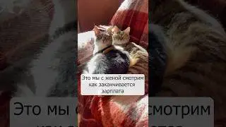 Это мы с женой смотрим как заканчивается зарплата #кусьшоу #коты #смешныекоты