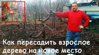 How to replant a mature tree