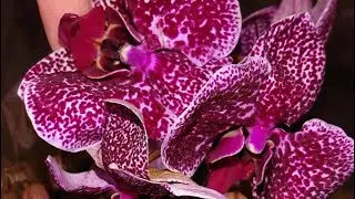 Орхидея Ягуар распаковка. Любимый, старый сорт 💖 Phalaenopsis Jaguar