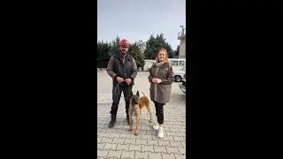 DEPREM ARAMA KURTARMA KÖPEK EĞİTİMLERİ