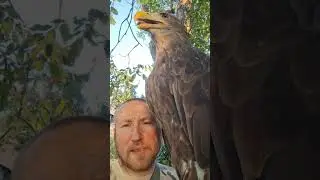 Грибковые болезни от голубей 😱😱😱 как выявить и лечение 🦅🦅🦅 #орланбелохвост