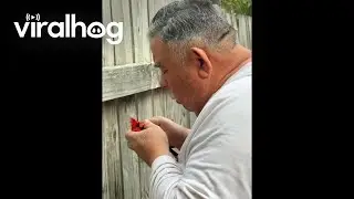 Veteran Saves Cardinal From His Backyard Fence  || ViralHog