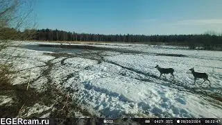 Олени. Светит солнце снег тает на глазах )Всегда свежие фото и видео с фотоловушек Егерькам.