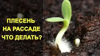 Плесень на Рассаде - Что Делать и Как Избавиться от Плесени. Плесневеет Земля в Рассаде.