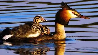 Great crested grebe (Podiceps cristatus) | Film Studio Aves