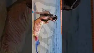 mermaid transformation