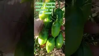Обзор томата сорта Чёрная сосулька за лето. 23 июля. #огород #дача #помидоры