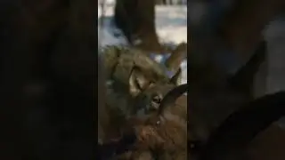 A pack of wolves hunts bison in 