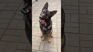 Собака и ворона. Басня. A dog and a crow. 