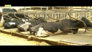 Smart Farm   Former Farm Hand Sets Up Dairy Farm