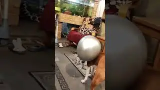 Милая собачка и шарик. Песня из фильма Чебурашка 