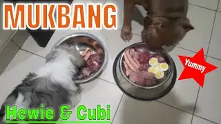 Anjing Pitbull Dan Shih Tzu Mukbang !!!