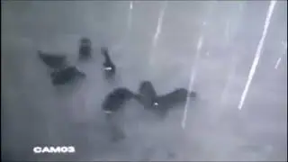 Более 8 волков убили и разорвали Алабая. Собака погибла. Люди не слышали.