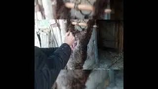 ЧП  Умер ягнёнок Раследование  вскрытие показало