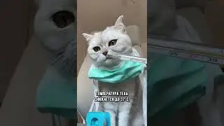 Как понять, что котика скоро не станет 