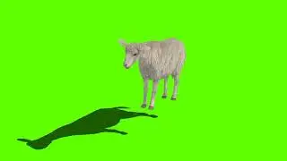 green screen | green screen sheep | @syedashahtv #greenscreen