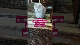 В понедельник...🤣 #прикольнаяозвучка