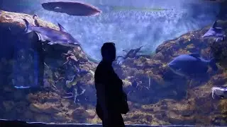 Рибки. Океанаріум Львів