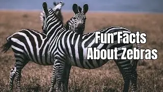 Amazing Facts About Zebras - Fun Zebra Facts