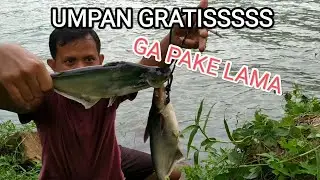 Umpan Ikan Patin Ya Cacing Kalung untuk Sungai Liar memang the best || Episode Mancing 2