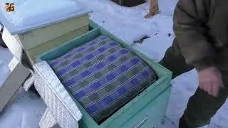 🥶Начало зимовки. Как сидят семьи?👀
