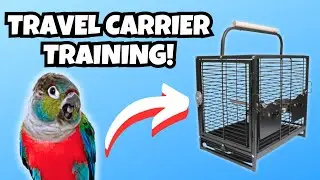 Parrot Travel Carrier Training Tutorial | BirdNerdSophie AD