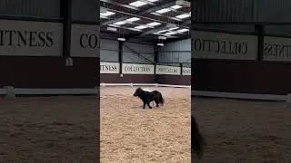 mini shetland chaos