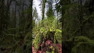 Is This Silence? Exploring the Utter Quiet of the Forest 🌲