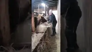 кормлю телок 