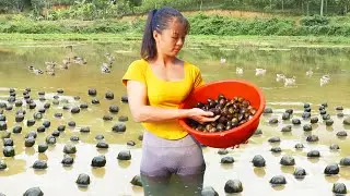 Harvesting A Lot Of Snails Goes To Market Sell - Take Care Ducks & Pigs | New Free Bushcraft