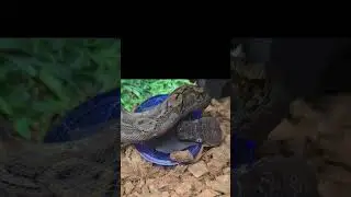 My superdwarf retic doesn't always treat her target respectfully...