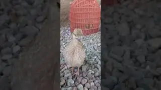 чучаи рашт обуна шуданро фаромушт накунед лайка бзан як зарба видео нав пагох меброя боз