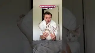 А ты за кота или пёселя?😂 #морозовы #юмор #challenge #shorts