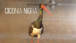 BLACK STORK - WHAT WE KNOW ABOUT THIS BIRD / / LIVING EARTH ©