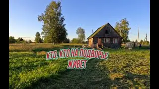 Покажу свое хозяйство. Кто живет на нашем подворье