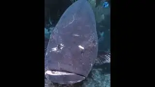 Морской Волк