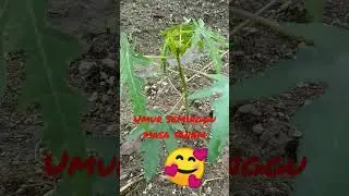 Pepaya california #pepayacalifornia #pepaya #papaya #tanamanorganik #pupukorganik #tani #petani