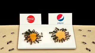 УДИВИТЕЛЬНЫЙ ЭКСПЕРИМЕНТ! ЧТО ВЫБЕРУТ МУРАВЬИ? БИТВА COCA-COLA vs PEPSI