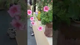 Какие красивые цветы 🤗 #новая #новинка