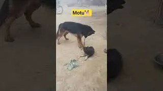 #shorts #shortsfeed #shortvideo #trending #ytshorts #animals #doglover #dog #villagelife #1million
