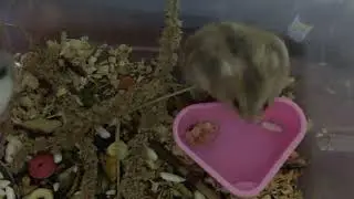 Fun Facts About Hamsters: The Perfect Tiny Pet!